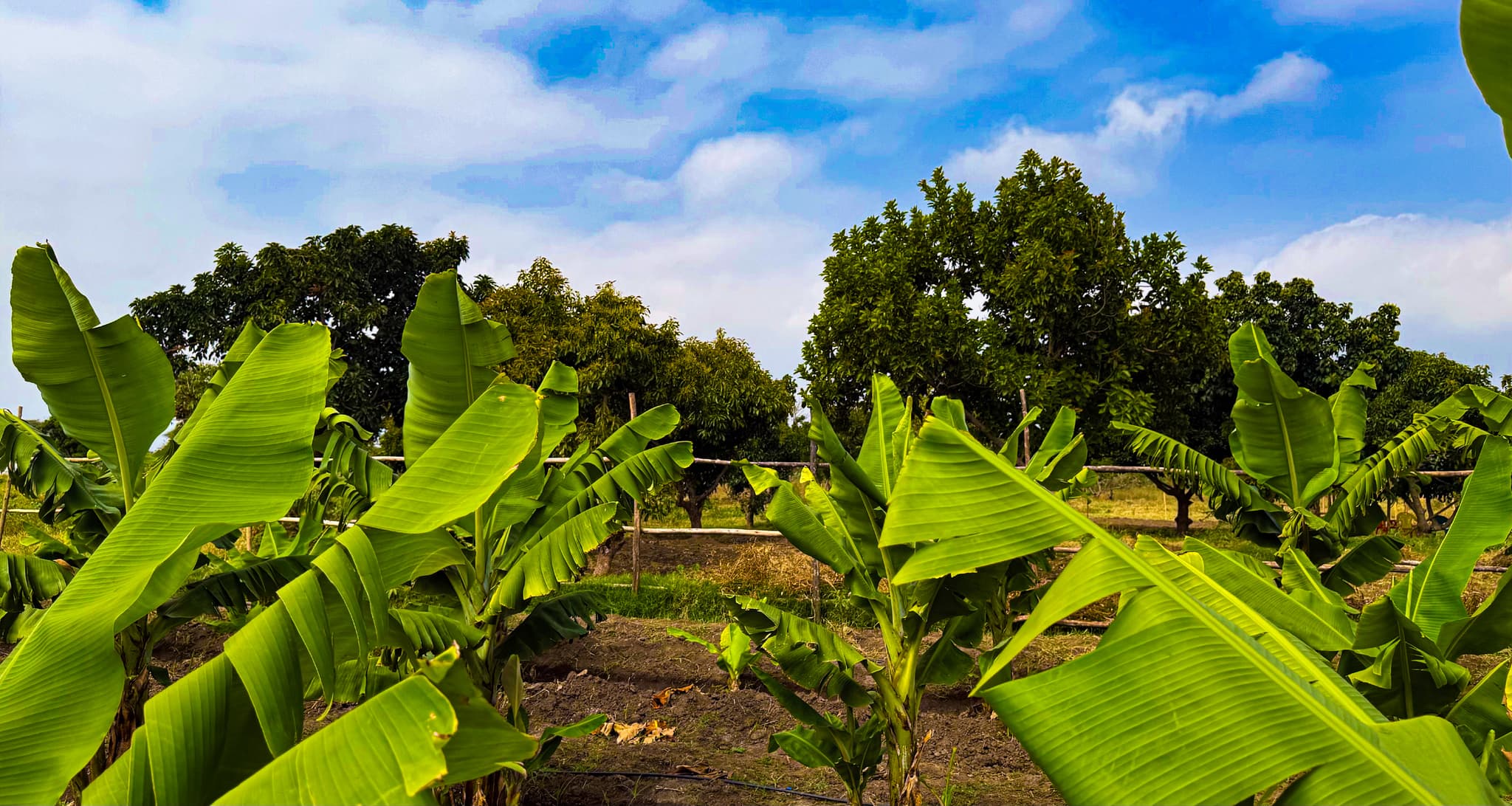 Savana Farming PLC - Image 2