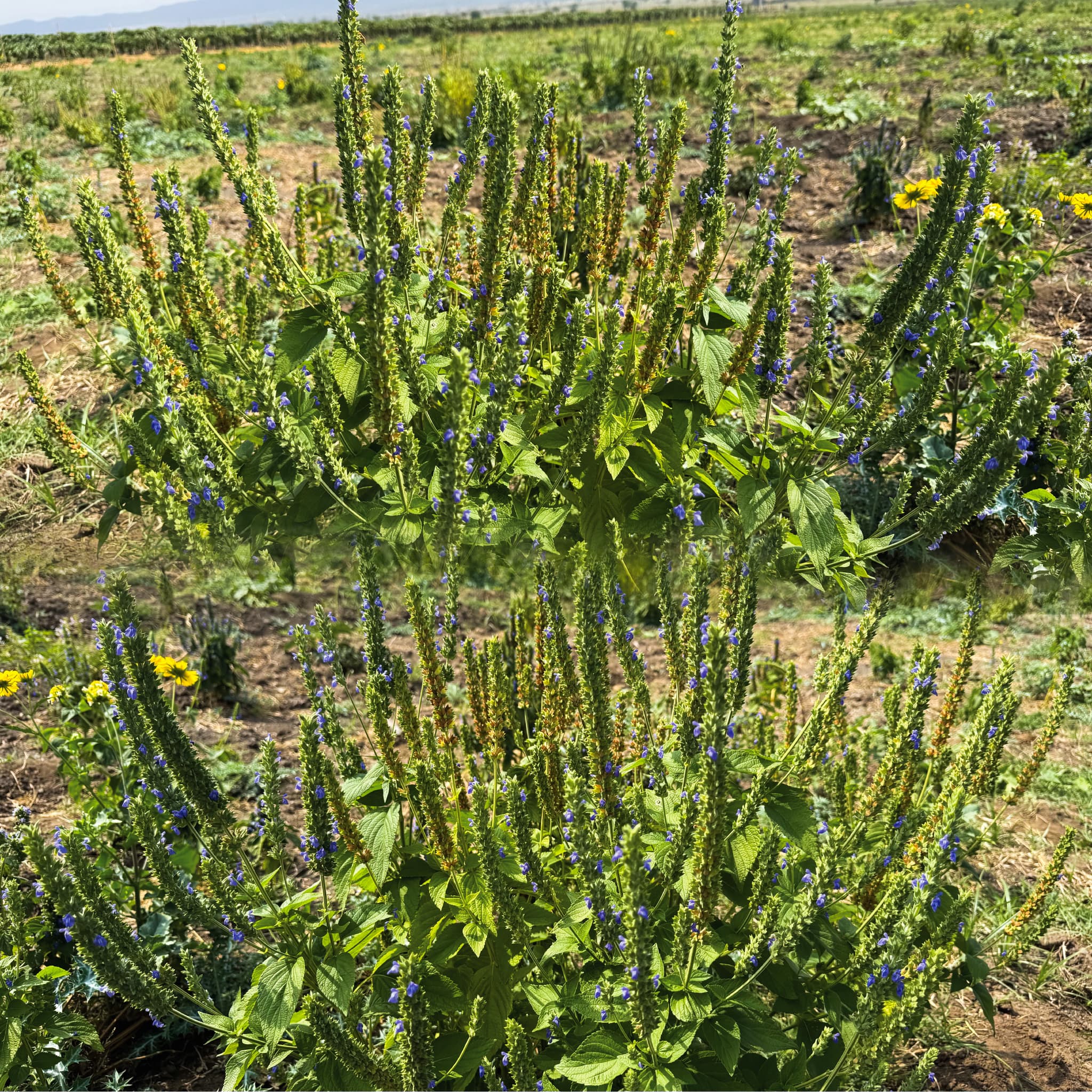 Savana Farming PLC - Image 3