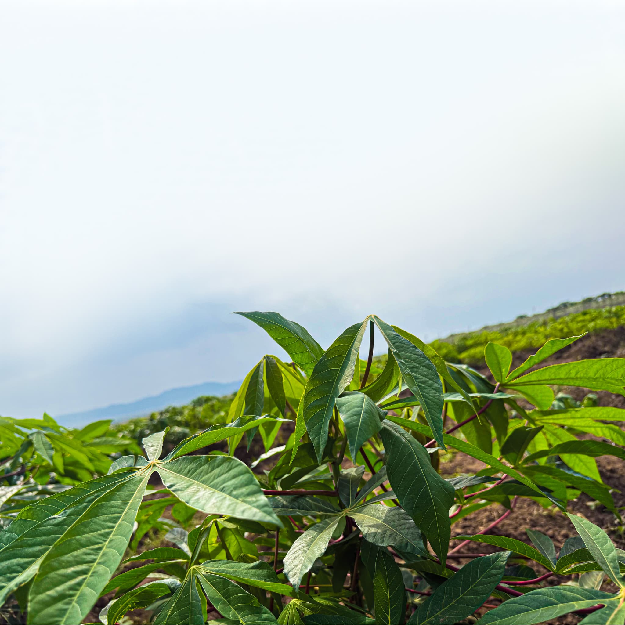 Savana Farming PLC - Image 4