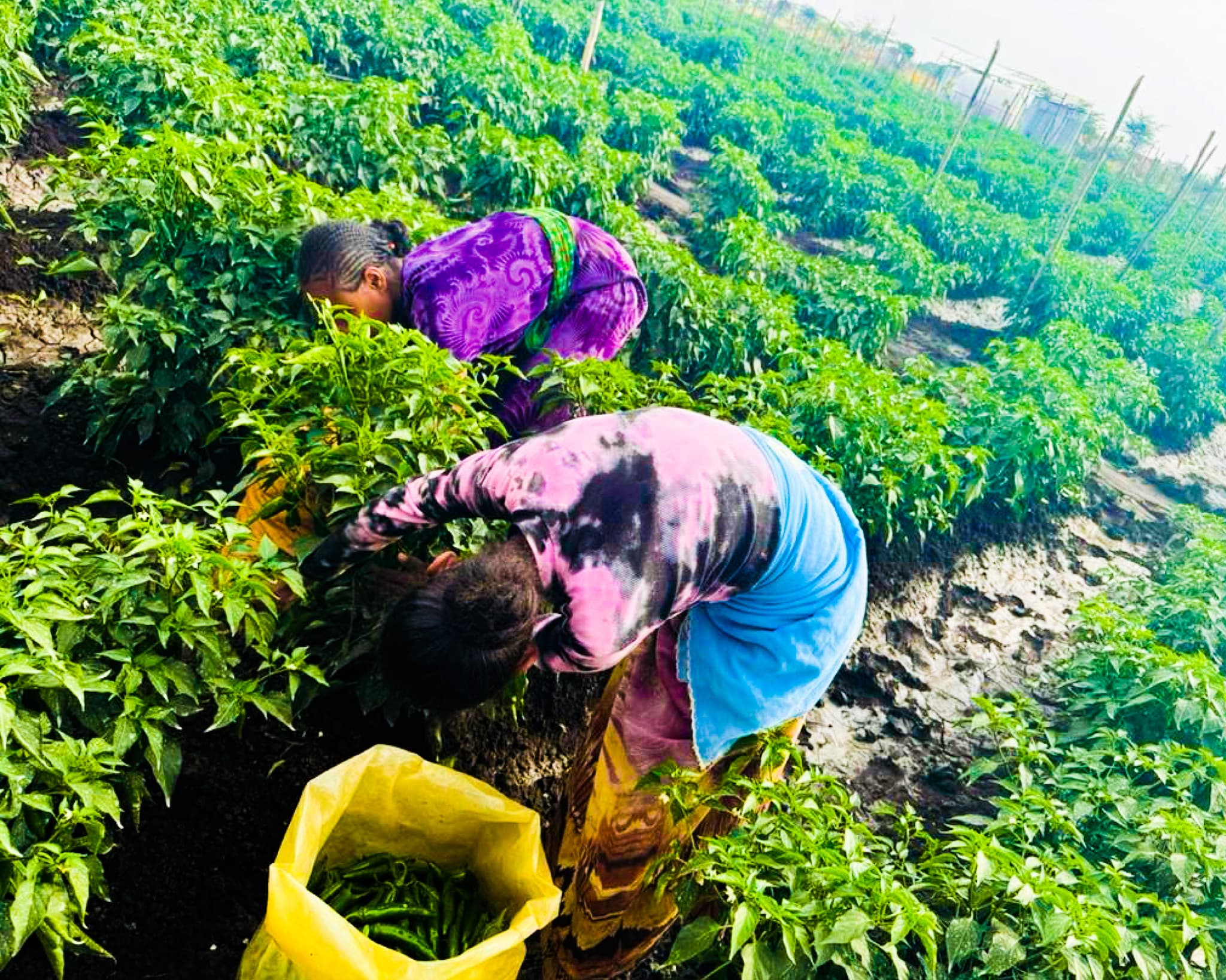 Savana Farming PLC - Image 6